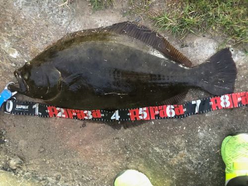 ヒラメの釣果