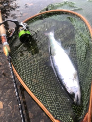 ヤマメの釣果