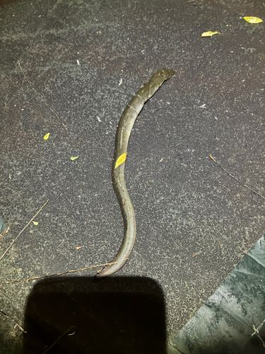 ニホンウナギの釣果