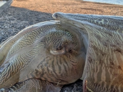 モンゴウイカの釣果