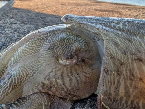 モンゴウイカの釣果