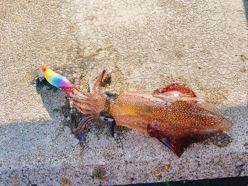 ヒイカの釣果
