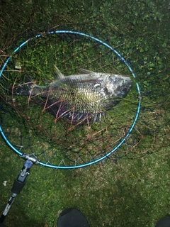 キビレの釣果