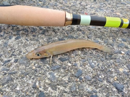 シロギスの釣果