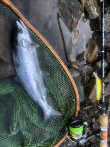 ヤマメの釣果