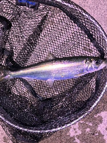 ニシンの釣果