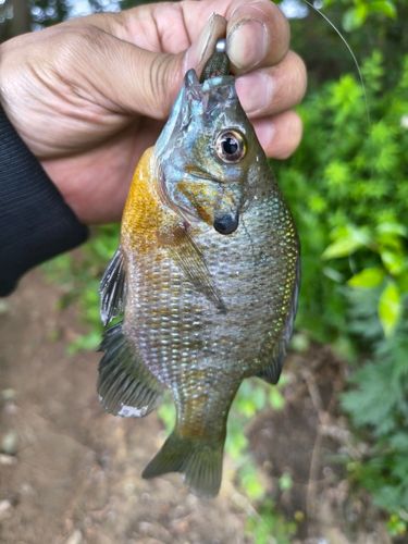 ブルーギルの釣果