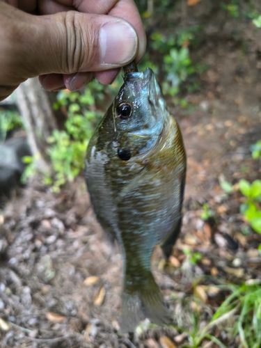 ブルーギルの釣果