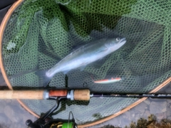 ヤマメの釣果