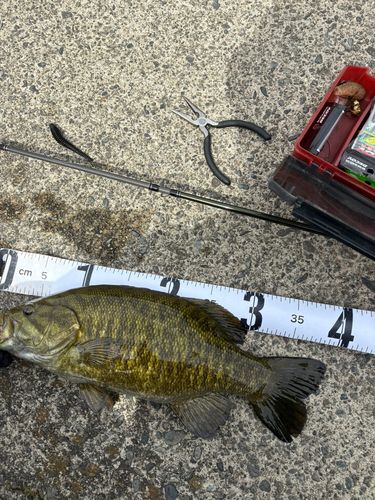 スモールマウスバスの釣果