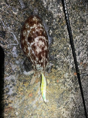 コウイカの釣果