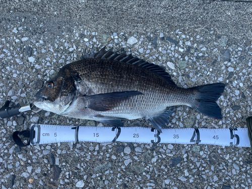 チヌの釣果