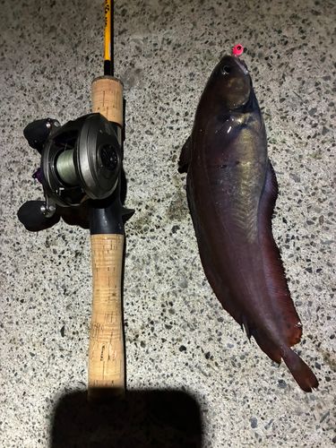 チゴダラの釣果