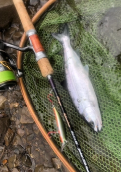 ヤマメの釣果