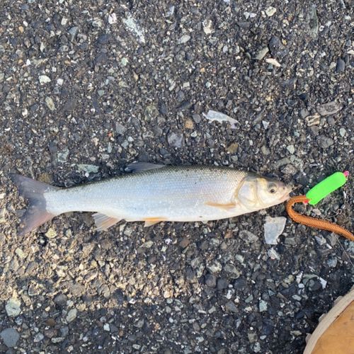 ウグイの釣果