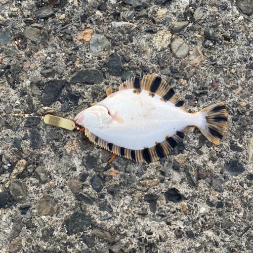 ヌマガレイの釣果