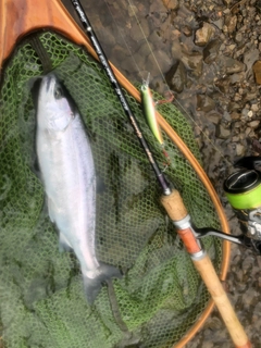 ヤマメの釣果