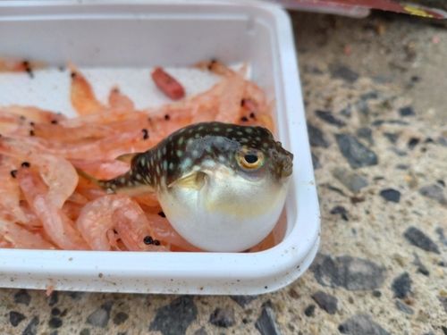クサフグの釣果