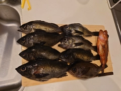 アオメバルの釣果