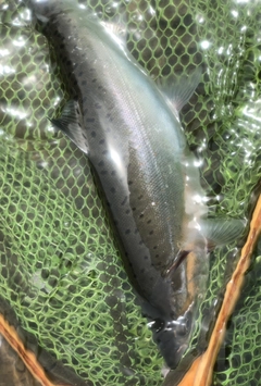 ヤマメの釣果