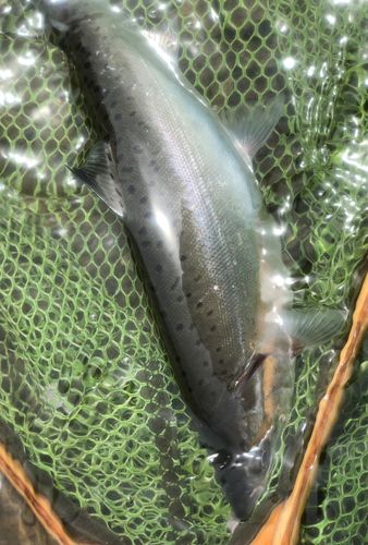 ヤマメの釣果