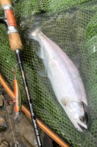 ヤマメの釣果