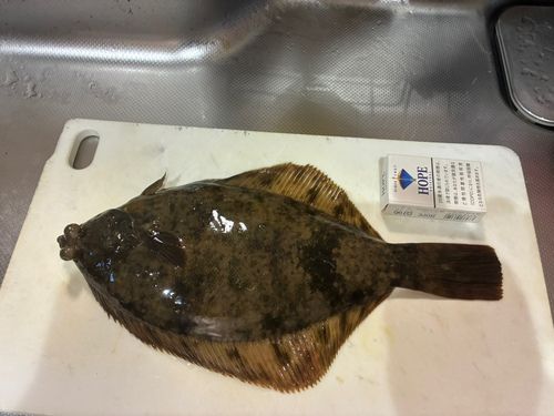 カレイの釣果