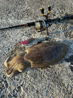 コウイカの釣果