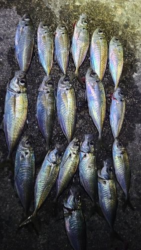 アジの釣果