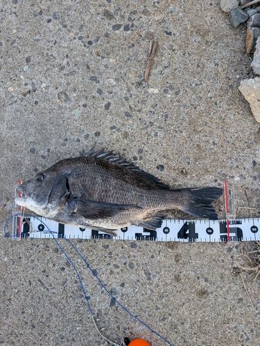 クロダイの釣果