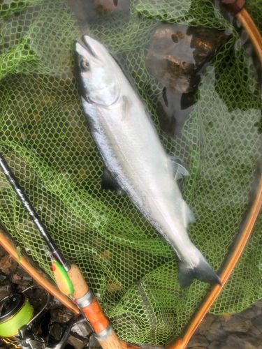 ヤマメの釣果