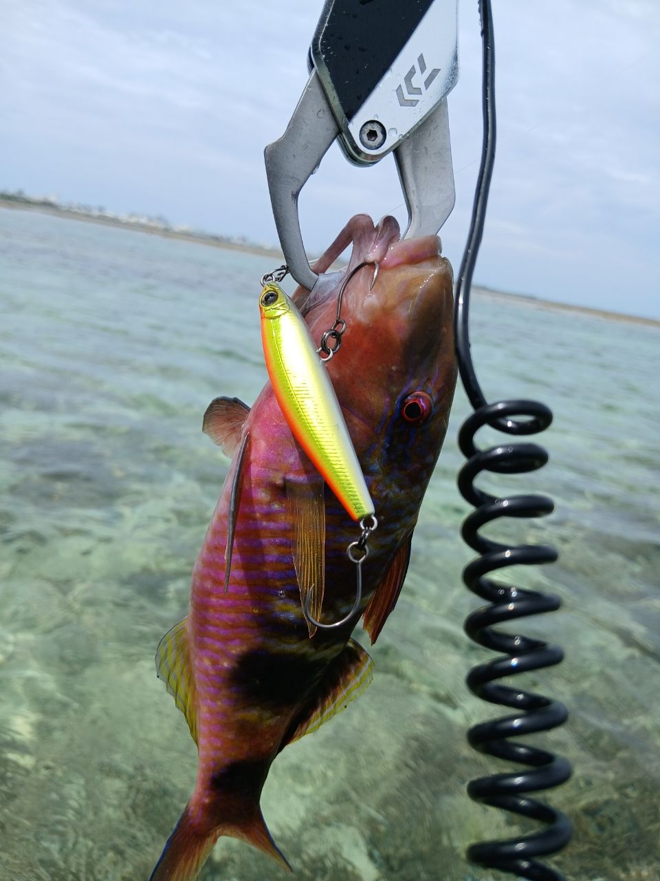 SHIMANO 23ディアルーナ S86MLの最安値・インプレ・釣果 | 本音の