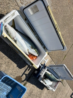 ブリの釣果