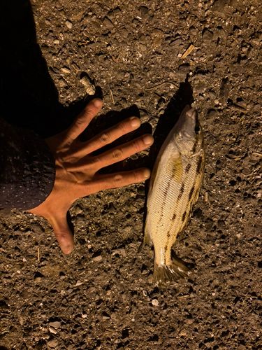 シマイサキの釣果