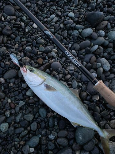 イナダの釣果