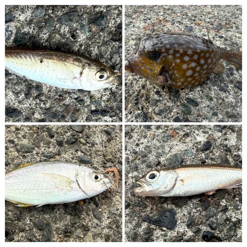 サバの釣果