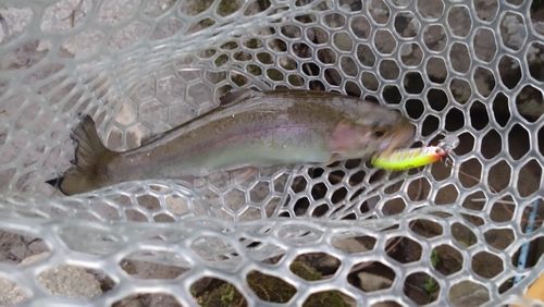 ニジマスの釣果