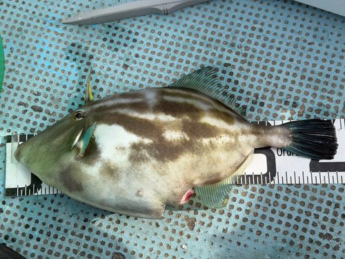 ウマヅラハギの釣果
