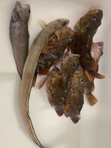 アナゴの釣果