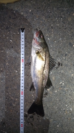 シーバスの釣果