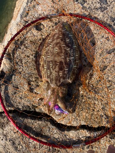モンゴウイカの釣果