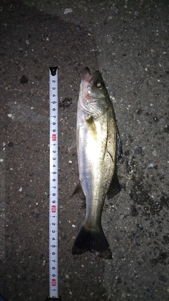 シーバスの釣果