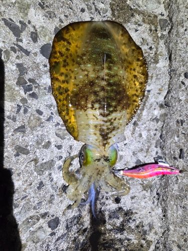 アオリイカの釣果