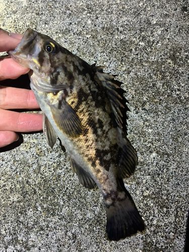 ソイの釣果