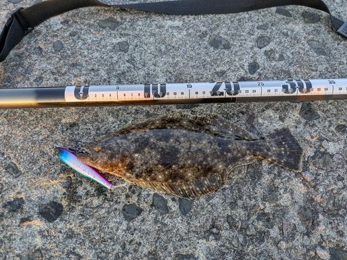 ヒラメの釣果