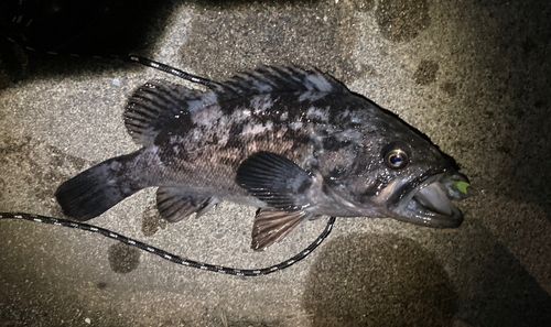 クロソイの釣果