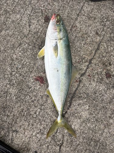 ヤズの釣果