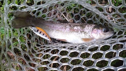 ニジマスの釣果