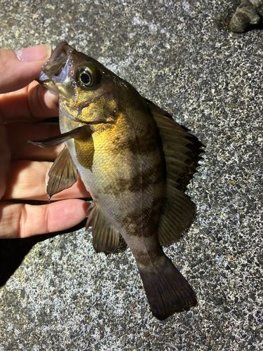 メバルの釣果