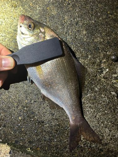 ウミタナゴの釣果